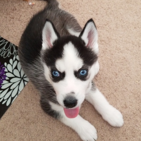 Meet your Posher, Sandy - Picture 2 of 7